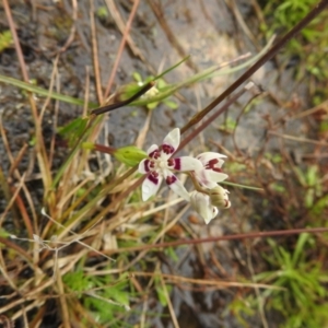 Wurmbea dioica subsp. dioica at Carwoola, NSW - suppressed