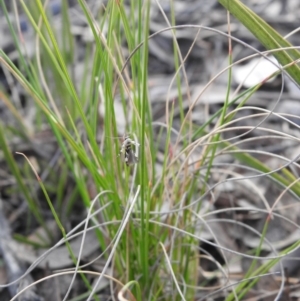 Stathmopoda melanochra at Carwoola, NSW - 3 Sep 2021