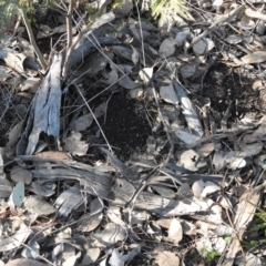 Turnix varius (Painted Buttonquail) at Carwoola, NSW - 2 Sep 2021 by Liam.m