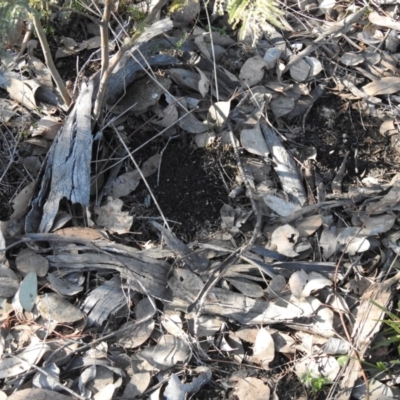 Turnix varius (Painted Buttonquail) at Carwoola, NSW - 1 Sep 2021 by Liam.m