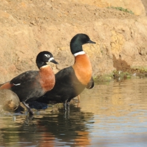 Tadorna tadornoides at Bungendore, NSW - 1 May 2021