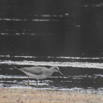 Tringa brevipes (Grey-tailed Tattler) at Culburra Beach, NSW - 19 Dec 2020 by Liam.m