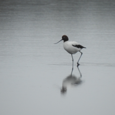 Recurvirostra novaehollandiae (Red-necked Avocet) at Culburra Beach, NSW - 19 Dec 2020 by Liam.m