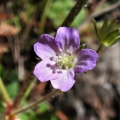 Geranium solanderi var. solanderi (Native Geranium) at Red Hill, ACT - 14 Sep 2021 by JohnBundock