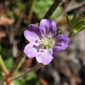 Geranium solanderi var. solanderi at Red Hill, ACT - 14 Sep 2021