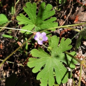 Geranium solanderi var. solanderi at Red Hill, ACT - 14 Sep 2021