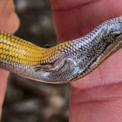 Hemiergis talbingoensis (Three-toed Skink) at Aranda, ACT - 14 Sep 2021 by KMcCue