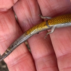 Hemiergis talbingoensis at Aranda, ACT - 14 Sep 2021 02:02 PM