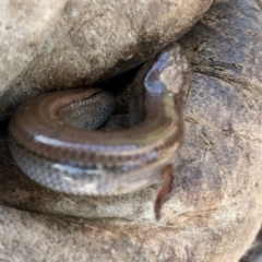 Hemiergis talbingoensis at Aranda, ACT - 14 Sep 2021