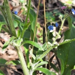 Cynoglossum australe (Australian Forget-me-not) at Red Hill, ACT - 14 Sep 2021 by JohnBundock