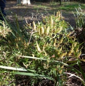 Grevillea ramosissima subsp. ramosissima at Jerrabomberra, NSW - 12 Sep 2021 08:27 AM