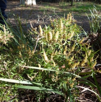 Grevillea ramosissima subsp. ramosissima (Fan Grevillea) at Jerrabomberra, NSW - 12 Sep 2021 by Paul4K