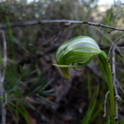 Pterostylis nutans (Nodding Greenhood) at Jerrabomberra, NSW - 12 Sep 2021 by Paul4K