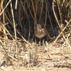 Gallinago hardwickii (Latham's Snipe) at Lake Albert, NSW - 13 Dec 2019 by Liam.m