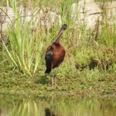 Plegadis falcinellus (Glossy Ibis) at Wagga Wagga, NSW - 12 Dec 2019 by Liam.m