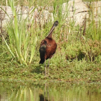 Plegadis falcinellus (Glossy Ibis) at Wagga Wagga, NSW - 12 Dec 2019 by Liam.m