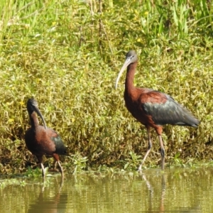 Plegadis falcinellus at Wagga Wagga, NSW - 13 Dec 2019