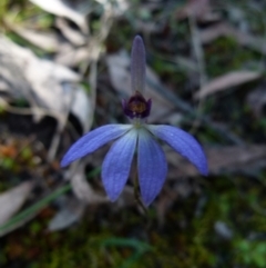 Cyanicula caerulea (Blue Fingers, Blue Fairies) at Jerrabomberra, NSW - 12 Sep 2021 by Paul4K