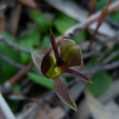 Chiloglottis trapeziformis (Diamond Ant Orchid) at Mount Jerrabomberra QP - 11 Sep 2021 by Paul4K