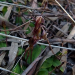 Chiloglottis trapeziformis at Jerrabomberra, NSW - suppressed