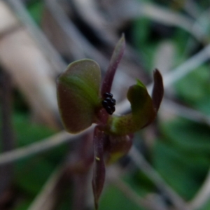 Chiloglottis trapeziformis at Jerrabomberra, NSW - suppressed