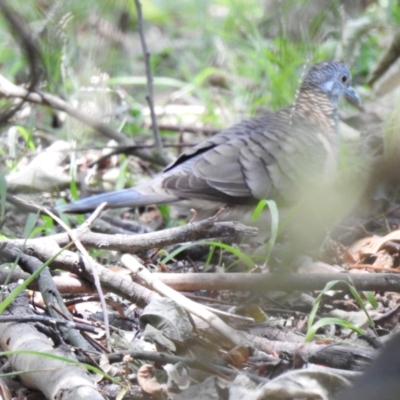 Geopelia humeralis (Bar-shouldered Dove) at North Nowra, NSW - 8 Dec 2019 by Liam.m