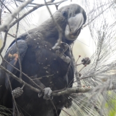 Calyptorhynchus lathami (Glossy Black-Cockatoo) at North Nowra, NSW - 7 Dec 2019 by Liam.m