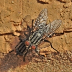 Sarcophagidae sp. (family) (Unidentified flesh fly) at Wanniassa, ACT - 14 Sep 2021 by JohnBundock