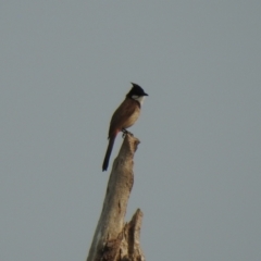 Pycnonotus jocosus (Red-whiskered Bulbul) at Culburra Beach, NSW - 7 Dec 2019 by Liam.m