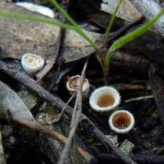 Cyathus sp. (A Bird's Nest Fungus) at Mount Jerrabomberra - 11 Sep 2021 by Paul4K