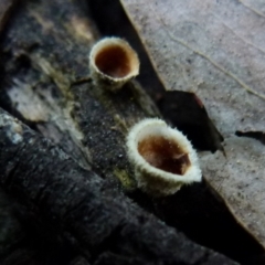 Cyathus sp. at Jerrabomberra, NSW - 12 Sep 2021