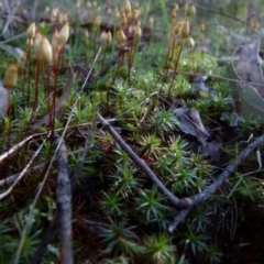 Polytrichaceae sp. (family) (A moss) at Mount Jerrabomberra - 11 Sep 2021 by Paul4K