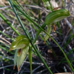 Bunochilus umbrinus (ACT) = Pterostylis umbrina (NSW) (Broad-sepaled Leafy Greenhood) at Jerrabomberra, NSW by Paul4K