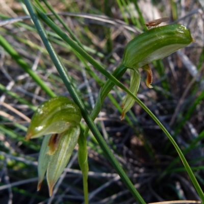 Bunochilus umbrinus (ACT) = Pterostylis umbrina (NSW) (Broad-sepaled Leafy Greenhood) at Jerrabomberra, NSW by Paul4K