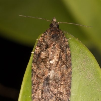 Tortricinae (subfamily) (A tortrix moth) at Melba, ACT - 9 Sep 2021 by kasiaaus