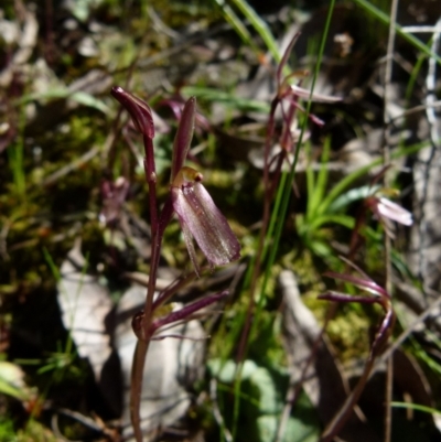 Cyrtostylis reniformis (Common Gnat Orchid) at  - suppressed by Paul4K