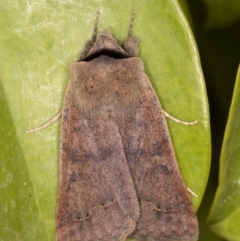 Pantydia (genus) (An Erebid moth) at Melba, ACT - 9 Sep 2021 by kasiaaus
