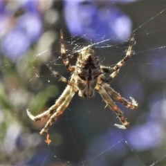 Backobourkia (genus) (An orb weaver) at Wanniassa, ACT - 14 Sep 2021 by JohnBundock