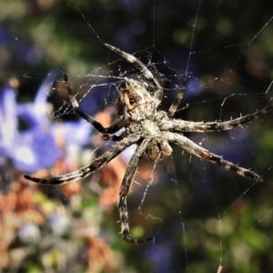 Backobourkia sp. (genus) at Wanniassa, ACT - 14 Sep 2021