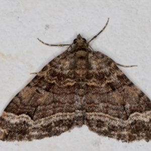 Epyaxa subidaria at Melba, ACT - 9 Sep 2021