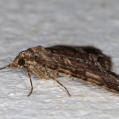 Epyaxa subidaria at Melba, ACT - 9 Sep 2021