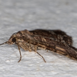 Epyaxa subidaria at Melba, ACT - 9 Sep 2021 08:54 PM