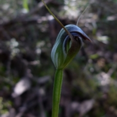 Pterostylis pedunculata (Maroonhood) at Jerrabomberra, NSW - 12 Sep 2021 by Paul4K