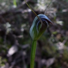 Pterostylis pedunculata (Maroonhood) at Mount Jerrabomberra QP - 11 Sep 2021 by Paul4K