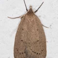 Chezala privatella (A Concealer moth) at Melba, ACT - 9 Sep 2021 by kasiaaus