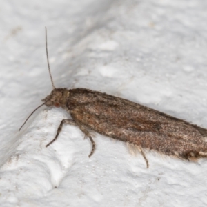 Tortricinae (subfamily) at Melba, ACT - 9 Sep 2021 11:49 PM