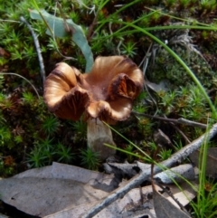 Unidentified Cap on a stem; gills below cap [mushrooms or mushroom-like] at Mount Jerrabomberra - 12 Sep 2021 by Paul4K