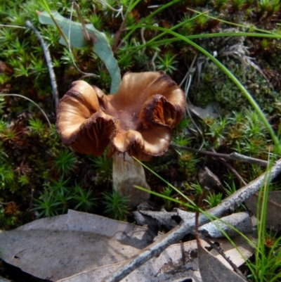 Unidentified Cap on a stem; gills below cap [mushrooms or mushroom-like] at Jerrabomberra, NSW - 12 Sep 2021 by Paul4K