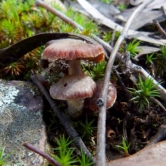 Unverified Cap on a stem; gills below cap [mushrooms or mushroom-like] - 1 Jan 1900 by Paul4K