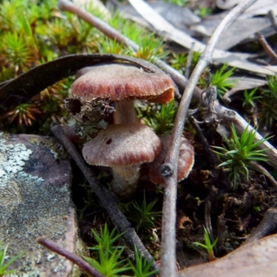 Unverified Cap on a stem; gills below cap [mushrooms or mushroom-like] - 1 Jan 1900 by Paul4K